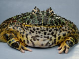 An Ornate Horned Frog Photographie par George Grall