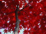 Close View of Red Maple Leaves Fotografisk tryk af Al Petteway