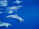 Sunlight Makes Beautifuly Patterned Reflections on a Pair of Spotted Dolphins Photographic Print by Brian J. Skerry