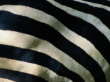 A Close View of the Stripes of a Grants Zebra Photographic Print by Tim Laman