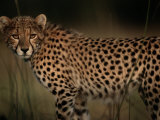 A Portrait of an African Cheetah in the Grass Photographic Print by Chris Johns
