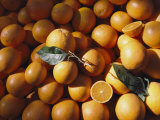 An Abundance of Oranges Photographic Print by Bill Curtsinger