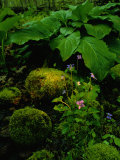 Blue Violets, Mosses, and Skunk Cabbage in a Red Maple Swamp Photographic Print by Raymond Gehman