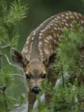 A Mule Deer Fawn Peeks Through Branches of an Evergreen Tree Photographic Print by Tom Murphy