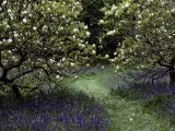 Flowering Trees Amid a Meadow Full of Wildflowers Reprodukcja zdjęcia autor Sam Abell