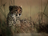 A Portrait of an African Cheetah Resting in the Tall Grass Photographic Print by Chris Johns