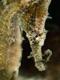 Male Sea Horse with Young Sitting on its Snout after Birth Fotografie-Druck von George Grall