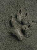 Wolf Track, Firth River, Yukon Territory Photographic Print by Michael Melford