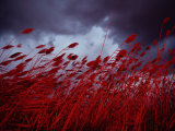 Red Sea Oats Blow in the Wind Photographie par Medford Taylor