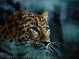 An Amur Leopard at the Minnesota Zoological Gardens Fotografie-Druck von Michael Nichols