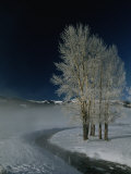 Peupliers de Virginie couverts de givre près d'une ruisseau fumant dans une scène enneigée Photographie par Tom Murphy