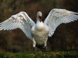 Swan with its Wings Spread Photographic Print by Raymond Gehman