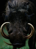 Close-up of a Warthog with an Immense Pair of Tusks Photographie par Chris Johns