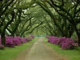 Un hermoso camino bordeado por árboles y azaleas púrpuras Lámina fotográfica por Sam Abell Un hermoso camino bordeado por árboles y azaleas púrpuras Lámina fotográfica por Sam Abell