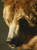 A Close View of the Face of a Grizzly Bear Photographie par Tom Murphy