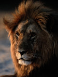 Male African Lion Photographic Print by Beverly Joubert