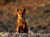Portrait of a Young Red Fox Fotografisk tryk af Norbert Rosing Portrait of a Young Red Fox Fotografisk tryk af Norbert Rosing