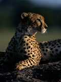 A Portrait of an African Cheetah Photographic Print by Chris Johns