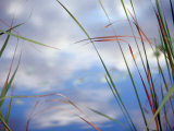 Sedges and Sky Fotografie-Druck von Raymond Gehman