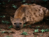 Spotted Hyena Photographic Print by Nicole Duplaix