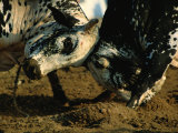 Close View of Two Big Bulls Locking Heads Photographic Print by James L. Stanfield