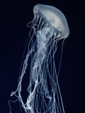 George Grall - Sea Nettle Fotografická reprodukce