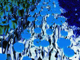 Electric blue view of a field of tulips Lámina fotográfica por Stacy Gold Electric blue view of a field of tulips Lámina fotográfica por Stacy Gold