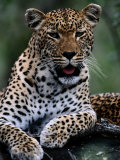 Portrait d'un jeune léopard mâle de dix mois (Panthera pardus) Photographie par Chris Johns