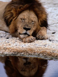 A male lion sleeps peacefully near a water hole Lámina fotográfica A male lion sleeps peacefully near a water hole Lámina fotográfica