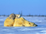 Polar Bear with Young Fotografie-Druck von Norbert Rosing