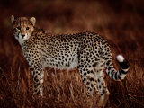 Light reflects in the eye of an African cheetah Lámina fotográfica por Chris Johns