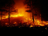 Flames from a Forest Fire Light up the Night Fotografie-Druck von Raymond Gehman