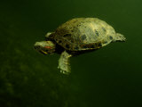 A Coahuilan Red-Eared Turtle Paddles About Laguna Del Hundido Photographic Print by George Grall