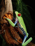 A Red-Eyed Tree Frog Photographic Print by George Grall