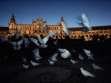 Pigeons in a Square in Seville Photographie par Steve Winter