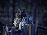 Close View of a Great Gray Owl Sheltering Her Owlets Photographic Print by Michael S.Quinton
