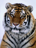 A Siberian tiger at the Minnesota Zoological Garden Lámina fotográfica por Michael Nichols A Siberian tiger at the Minnesota Zoological Garden Lámina fotográfica por Michael Nichols