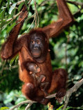 Un bébé orang-outang s'accrochant à sa mère suspendue à une branche Photographie