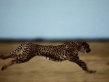 An African Cheetah Sprinting Across the an African Plain Photographic Print by Chris Johns