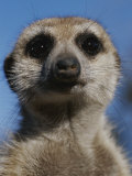 Mattias Klum - A Close View of a Meerkat (Suricata Suricatta) - Fotografik Baskı Mattias Klum - A Close View of a Meerkat (Suricata Suricatta) - Fotografik Baskı