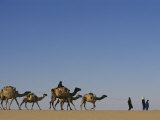 Camel Caravans Cross the Desert to Trade Salt, Sahara Desert, Niger Fotografisk tryk af Michael S. Lewis