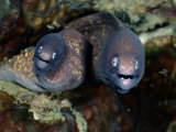 A Close-View of a Pair of Moray Eels Photographic Print by Wolcott Henry