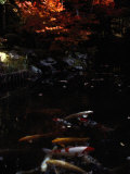 Koi Swim in a Small Temple Pool Photographic Print by Sam Abell