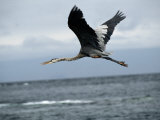 A great blue heron flying over the ocean Lámina fotográfica A great blue heron flying over the ocean Lámina fotográfica