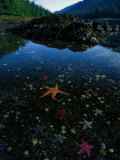 Low Tide Reveals a Galaxy of Bat Stars and Other Sea Creatures Photographic Print by Raymond Gehman