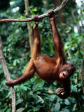 A Juvenile Orangutan Swings from a Vine Lámina fotográfica