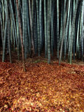 Autumn Leaves Litter the Ground Beneath Bamboo Shoots Photographic Print by Sam Abell