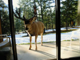 A Curious Mule Deer Peers Inside a Hotel Room in Banff Photographie par Raymond Gehman