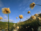 Windblown Cotton Grass Flowers on Adak Island, Alaska Photographic Print by Joel Sartore