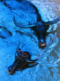 Water Buffalo Photographic Print by Sisse Brimberg